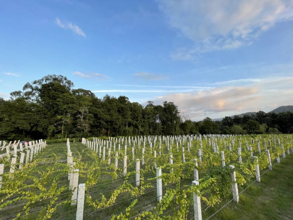 viño albariño denominación de origen