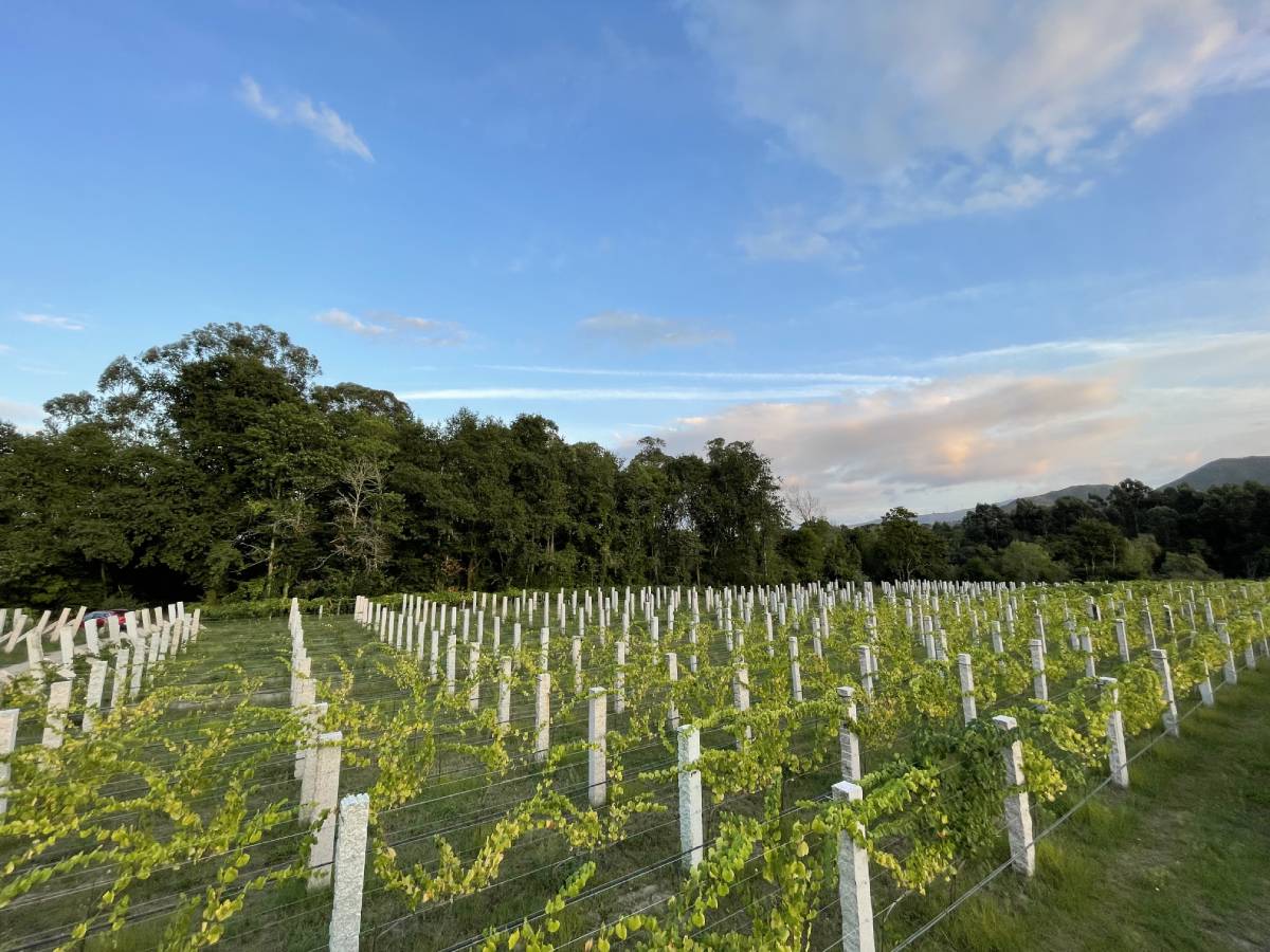 viño albariño denominación de origen