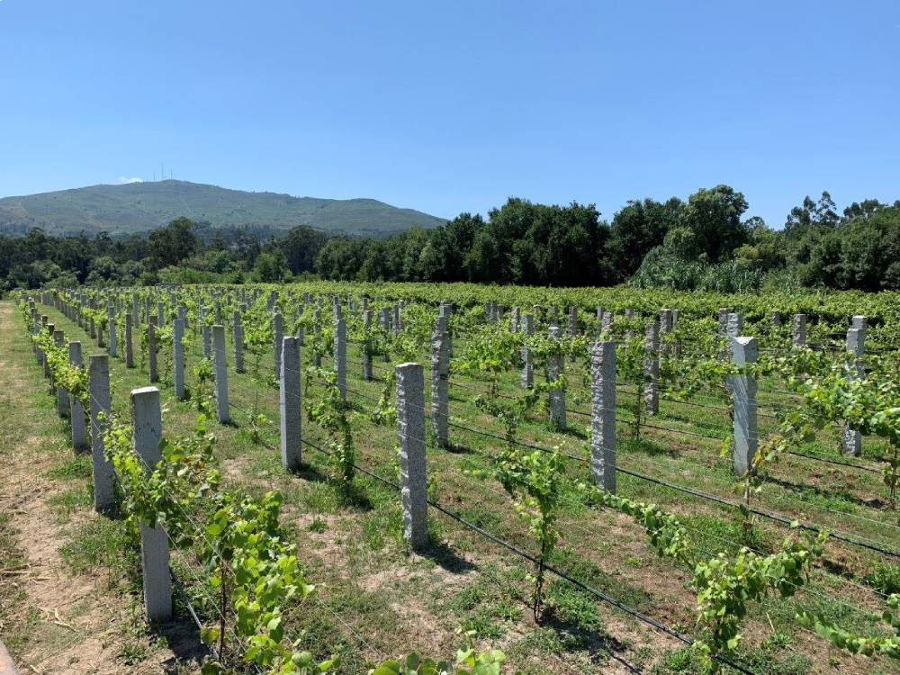 vides vino albariño Quiñons da Insua