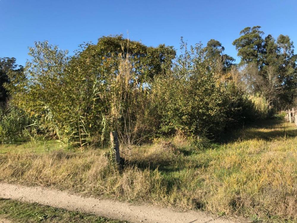 plantación vides albariño antes de los trabajos